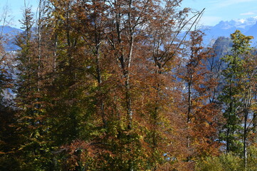 Obraz premium automnal