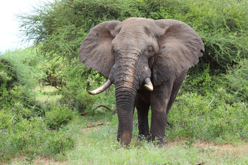 Naklejka premium Afrikanischer Elefant / African elephant / Loxodonta africana