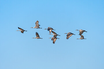 A Group of Sandhill Cranes in Flight