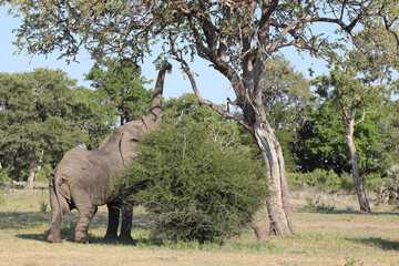 Naklejka premium Afrikanischer Elefant / African elephant / Loxodonta africana