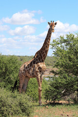 Giraffe / Giraffe / Giraffa camelopardalis
