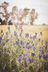 Yerba with violet flowers in the spring of an Argentine field