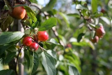 Close up of pomegranate crop growing in an orchard