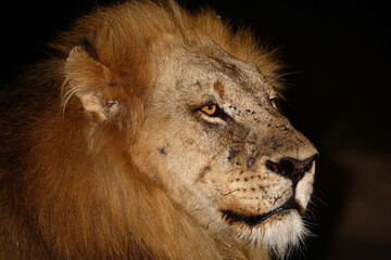 Afrikanischer Löwe / African lion / Panthera leo....