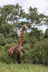 Giraffe / Giraffe / Giraffa camelopardalis