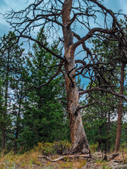 Fototapeta na wymiar rustic tree