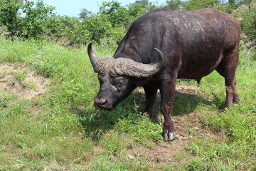 Kaffernbüffel / African buffalo / Syncerus caffer