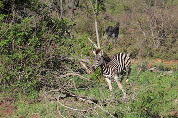 Fototapeta na wymiar Steppenzebra / Burchell's zebra / Equus burchellii...