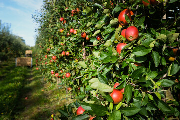 Close up bunch of ripe red apples on apple tree in orchard at harvest time