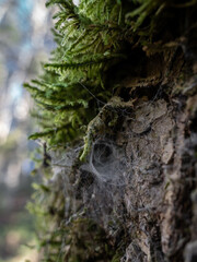spider web in the forest