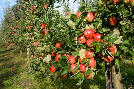 Ripe crop of bright red apples in English orchard