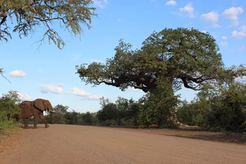 Selbstklebende Fototapeten Affenbrotbaum und Elefant / Baobab and Elephant / Adansonia digitata et Loxodonta africana © Ludwig