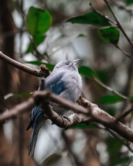 Bluebird Sits on branch