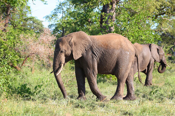 Afrikanischer Elefant / African elephant / Loxodonta africana