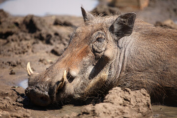 Fototapeta premium Warzenschwein / Warthog / Phacochoerus africanus