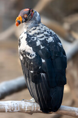 King Vulture Sitting on a Perch