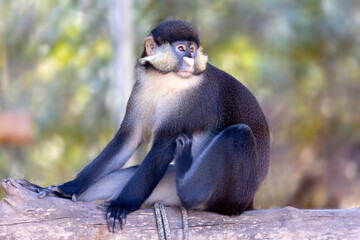 Schmidt's Spotnose Guenon