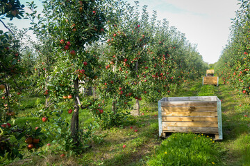 Ripe apples in orchard ready for harvesting. 