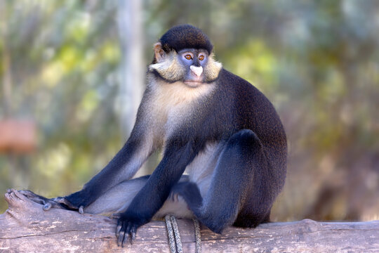 Schmidt's Spotnose Guenon