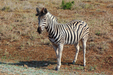 Steppenzebra / Burchell's zebra / Equus burchellii