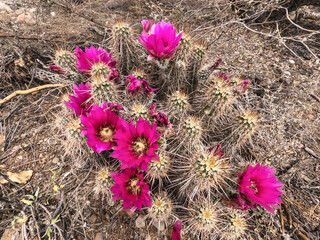 Engelmann's hedgehog cactus flowers (Echinocereus engelmannii) along the Arizona Trail, Arizona, U. S. A.