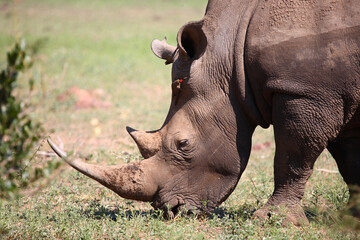 Fototapeta premium Breitmaulnashorn und Rotschnabel-Madenhacker / Square-lipped rhinoceros and Red-billed oxpecker / Ceratotherium simum et Buphagus erythrorhynchus