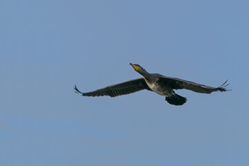 Flying great cormorant bird (Phalacrocorax carbo), the black seabird feeds on fish caught through...