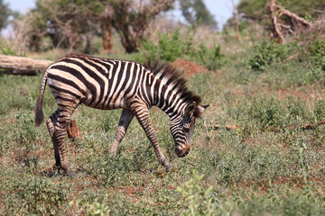 Steppenzebra / Burchell's zebra / Equus burchellii.