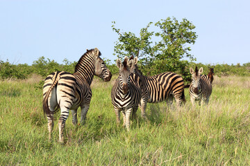 Steppenzebra / Burchell's zebra / Equus burchellii