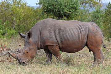 Obraz premium Breitmaulnashorn / Square-lipped rhinoceros / Ceratotherium simum
