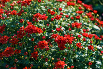 Natural background with red chrysanthemums