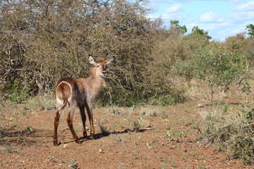 Wasserbock / Waterbuck / Kobus ellipsiprymnus..