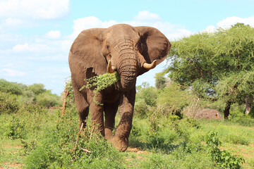 Afrikanischer Elefant / African elephant / Loxodonta africana
