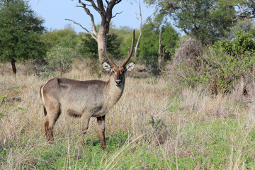 Wasserbock / Waterbuck / Kobus ellipsiprymnus