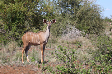 Fototapeta premium Großer Kudu / Greater kudu / Tragelaphus strepsiceros.....