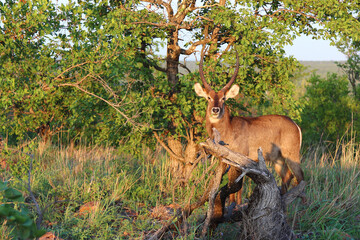 Wasserbock / Waterbuck / Kobus ellipsiprymnus