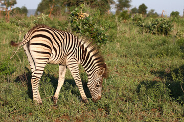 Steppenzebra / Burchell's zebra / Equus burchellii.