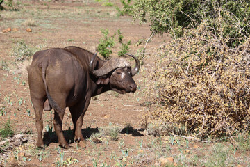Fototapeta premium Kaffernbüffel / African buffalo / Syncerus caffer