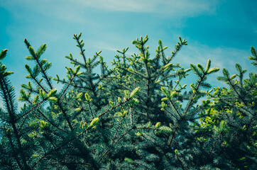 green leaves against blue sky