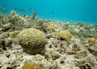 variety of brain corals in shallows with fish