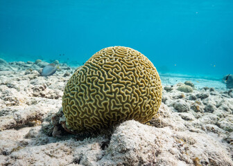 Brain coral small boulder with sand