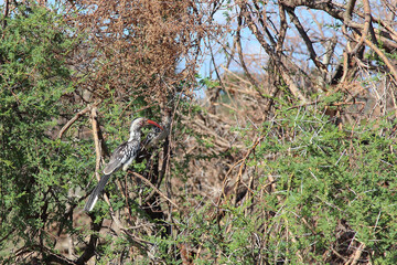 Rotschnabeltoko / Red-billed hornbill / Tockus erythrorhynchus