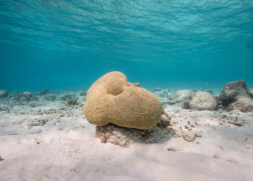 brain coral, pseudodiploria strigosa, surrounded by white sand in tropical underwater setting