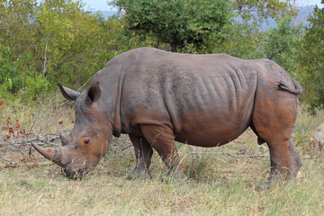 Breitmaulnashorn / Square-lipped rhinoceros / Ceratotherium simum