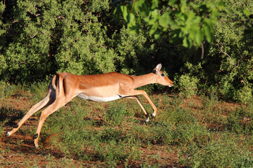 Schwarzfersenantilope / Impala / Aepyceros melampus..