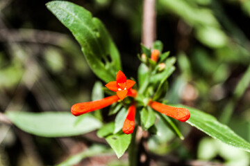 Flor silvestre con forma de trompetilla color anaranjada - flor de mirto