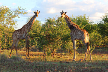 Giraffe / Giraffe / Giraffa camelopardalis.