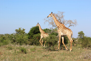 Giraffe / Giraffe / Giraffa camelopardalis