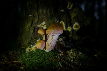 Fototapeta premium mushrooms on the tree