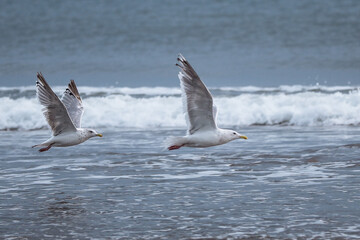 seagulls over a calm sea